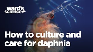 Caring and Culturing for Daphnia [upl. by Lluj]