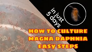 How to Culture Magna Daphnia Easily [upl. by Ahsenet803]