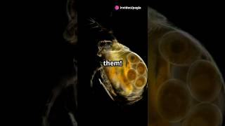 How to culture Daphnia for your Aquarium [upl. by Audrit]