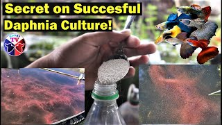 How to Culture Daphnia Successfully [upl. by Ttirb489]