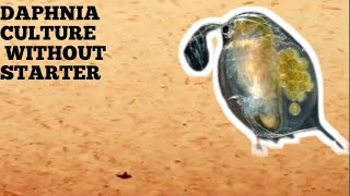 HOW TO CULTURE DAPHNIA NATURALLY WITHOUT A STARTER [upl. by Ahtanamas426]