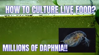 How to Culture Daphnia Secret Method to Breed MILLIONS  Simply Aquatic [upl. by Yggam]