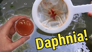 How I Culture Daphnia In Outdoor Tubs [upl. by Bethel]