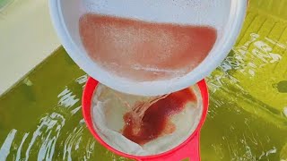 How to culture daphnia  Daphnia culture  How to grow daphnia outdoor [upl. by Belmonte]