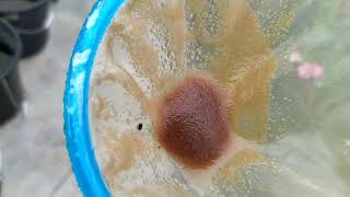 How to culture daphnia moina in a small container Part 1 English Subtitle [upl. by Niattirb]