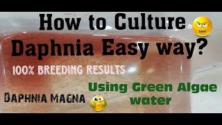 Daphnia MagnaHow to Culture Daphnia Easy wayCulturing Daphnia using Green water Daphnia [upl. by Enihpled]