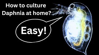 BEST Live Fish Food Beginner guide How to Culture Daphnia at home [upl. by Zeph386]