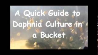 How to culture daphnia outside [upl. by Elsworth830]