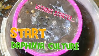 How to culture daphnia moina the easy way 1  Starting the Daphnia culture [upl. by Annadiane]