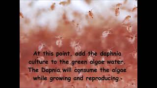 Daphnia  How to grow daphnia in your home [upl. by Britton]