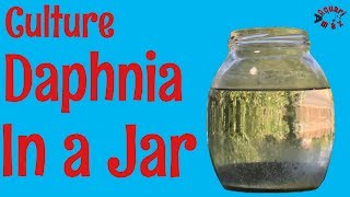 How to Culture Daphnia in a Jar [upl. by Kcirtapnaes]