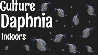 How to Culture Daphnia [upl. by Ingamar912]