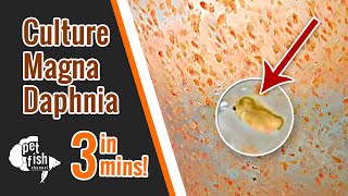 How to culture DAPHNIA MAGNA  The easy way [upl. by Aicina203]