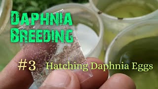 Daphnia Culture made simple and easy 3  Hatching Daphnia eggs [upl. by Eitsyrk984]