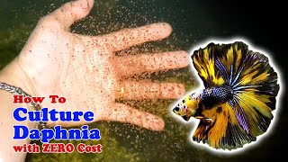 How to Culture Daphnia with ZERO Cost  Unlimited Live Food For Our Fish [upl. by Alexa573]