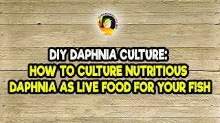 DIY Daphnia Culture How to Culture Nutritious Daphnia as Live Food for Your Fish [upl. by Salkcin]