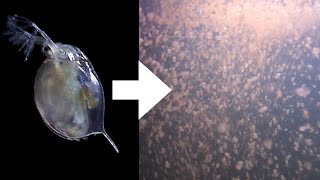 How I Culture Daphnia [upl. by Faletti]