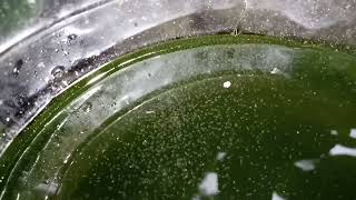 DAPHNIA MOINA CULTURE IN A SMALL BUCKET [upl. by Ailem854]