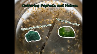 How To Culture Daphnia and Moinas using Green Water Spirulina powder [upl. by Aynotan]