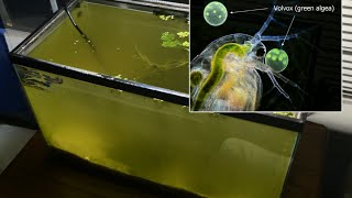 Raising Daphnia for the Freshwater Aquarium [upl. by Saudra]