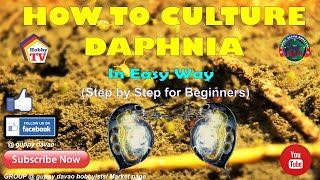 HOW TO CULTURE DAPHNIA In Easy Way [upl. by Meehaf]